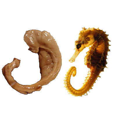 The hippocampus of the brain beside a seahorse
